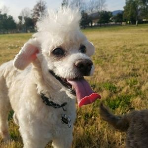 Meet your Posher, Monique